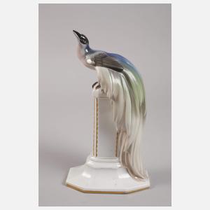 Fraureuth ”Paradiesvogel”