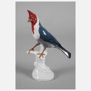 Meissen "Graukardinal"