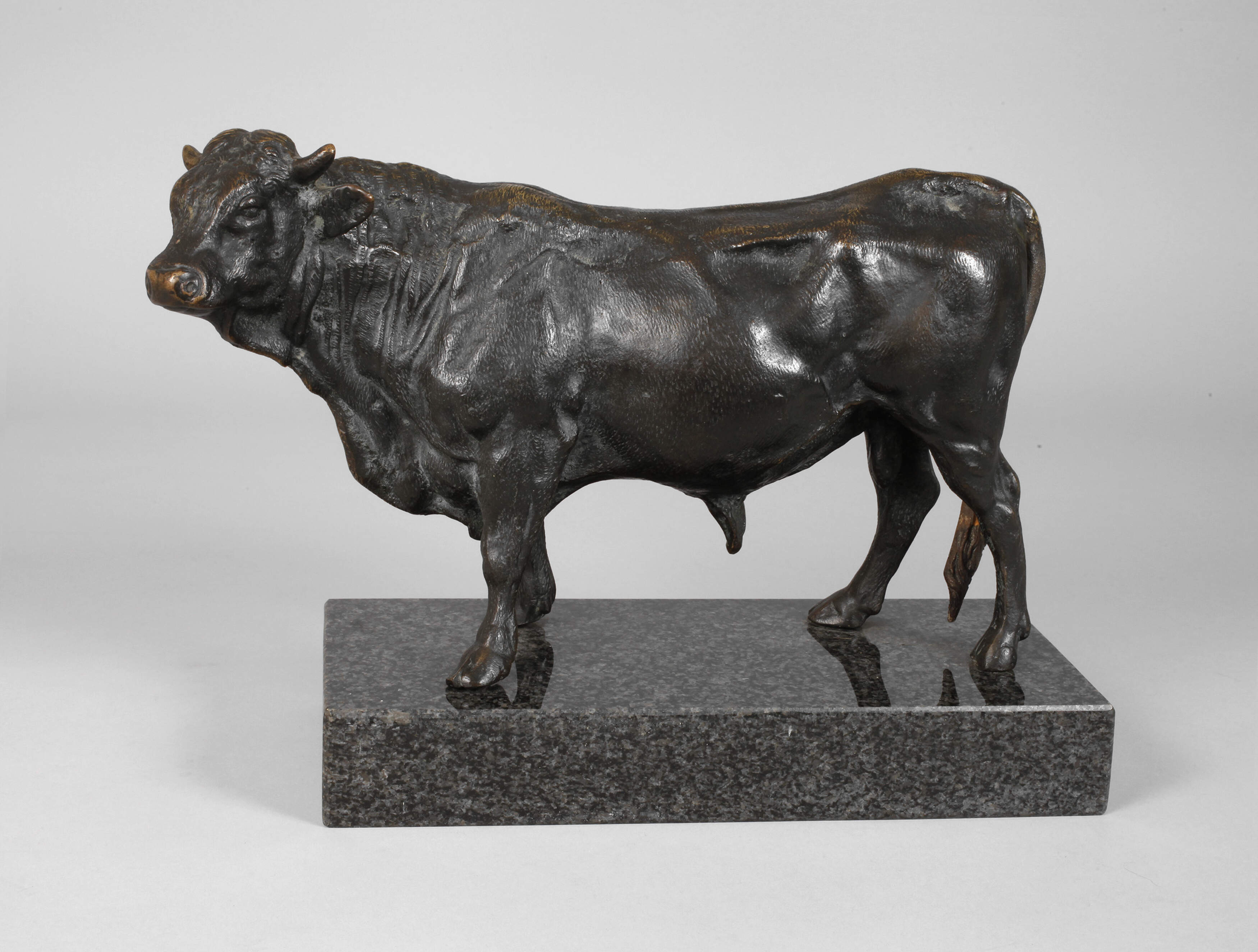 Imposanter stehender Stier