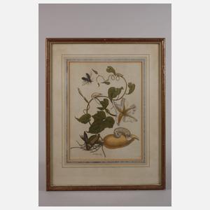 nach Maria Sybilla Merian, Winde mit Insekten
