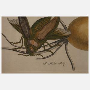 nach Maria Sybilla Merian, Winde mit Insekten