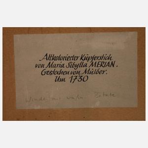 nach Maria Sybilla Merian, Winde mit Insekten