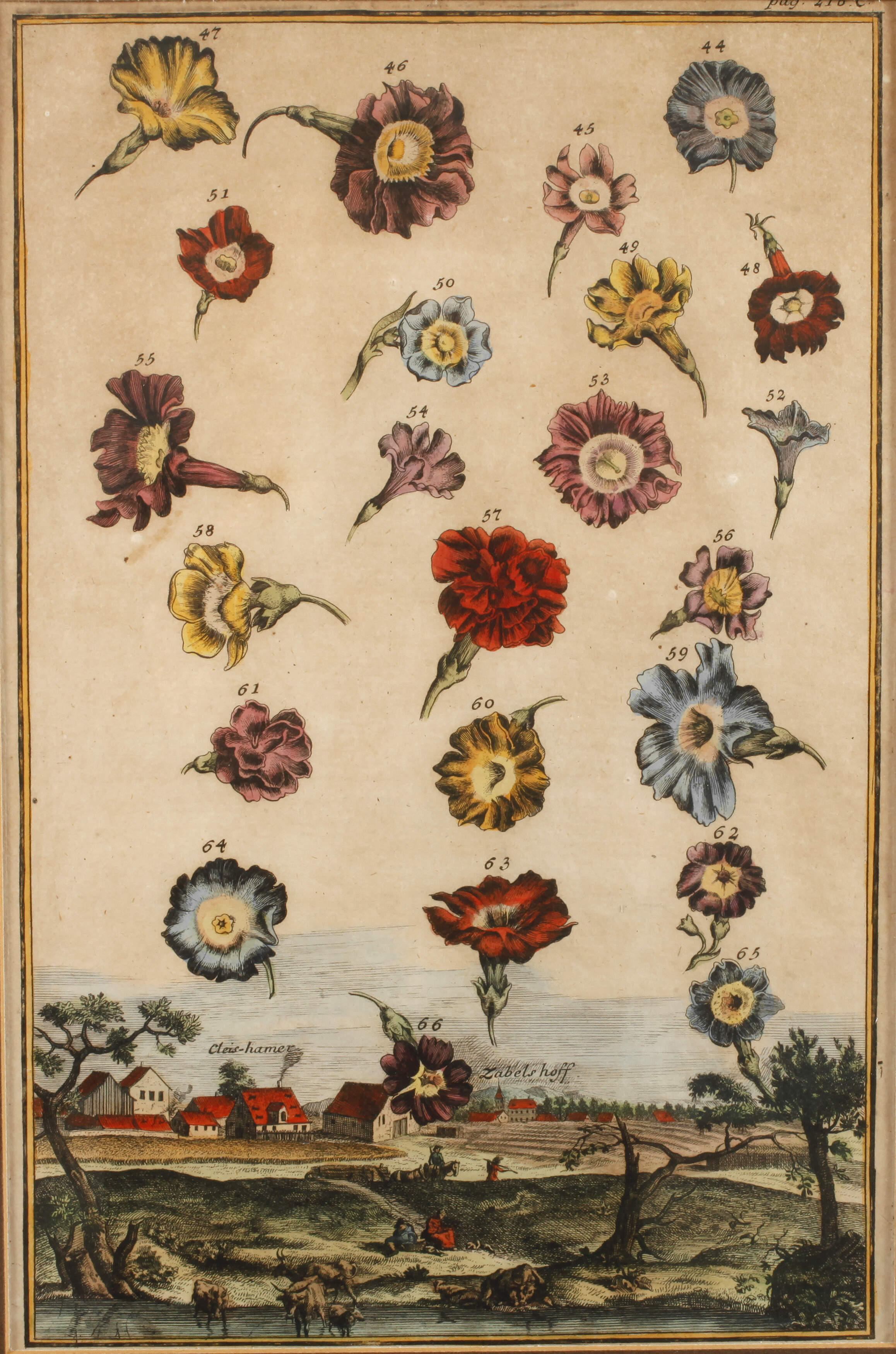 Blatt aus den Nürnberger Hesperiden