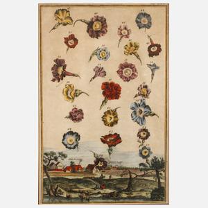 Blatt aus den Nürnberger Hesperiden