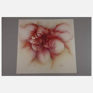 Wolfgang Fratscher "Rogáceae"