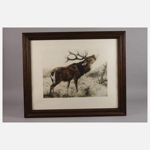 Curt Meyer-Eberhardt, Röhrender Hirsch