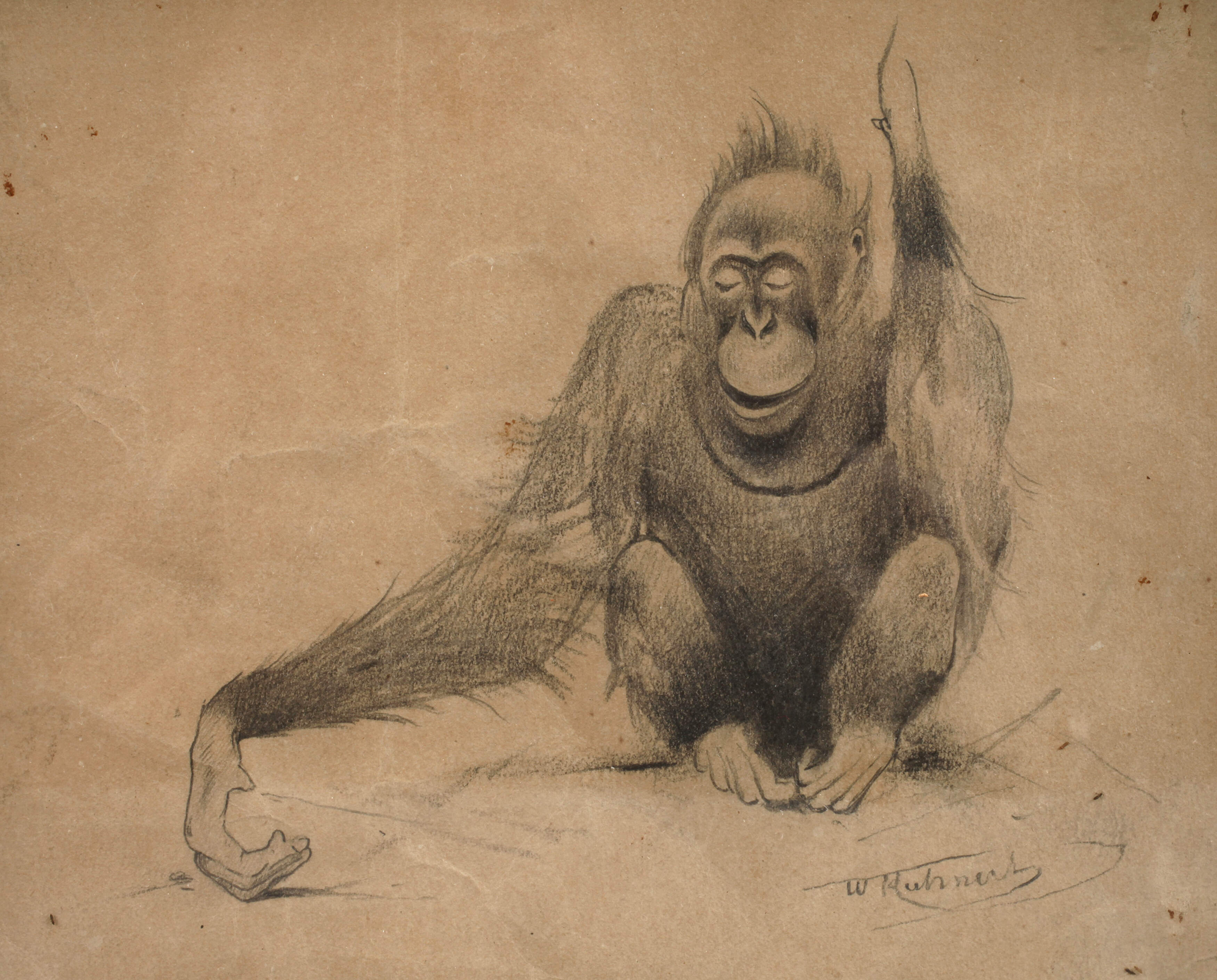 Wilhelm Kuhnert, attr., Orang-Utan
