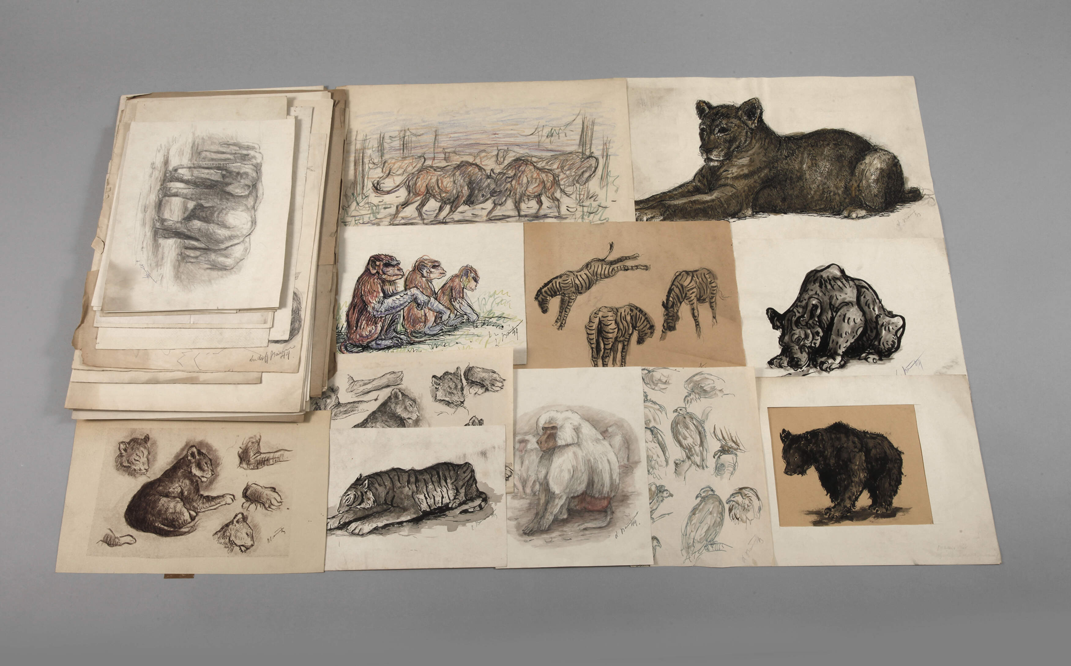 Umfangreicher Konvolut Tierzeichnungen