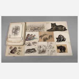 Umfangreicher Konvolut Tierzeichnungen