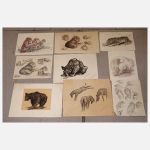 Umfangreicher Konvolut Tierzeichnungen
