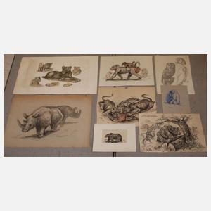 Umfangreicher Konvolut Tierzeichnungen