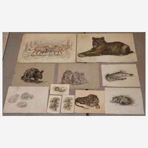 Umfangreicher Konvolut Tierzeichnungen