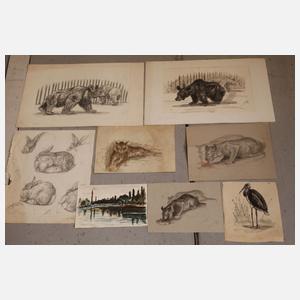 Umfangreicher Konvolut Tierzeichnungen
