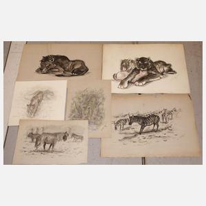 Umfangreicher Konvolut Tierzeichnungen