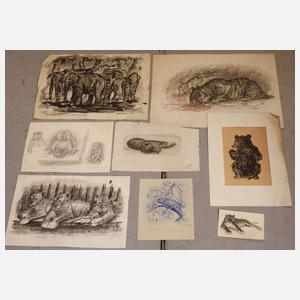 Umfangreicher Konvolut Tierzeichnungen