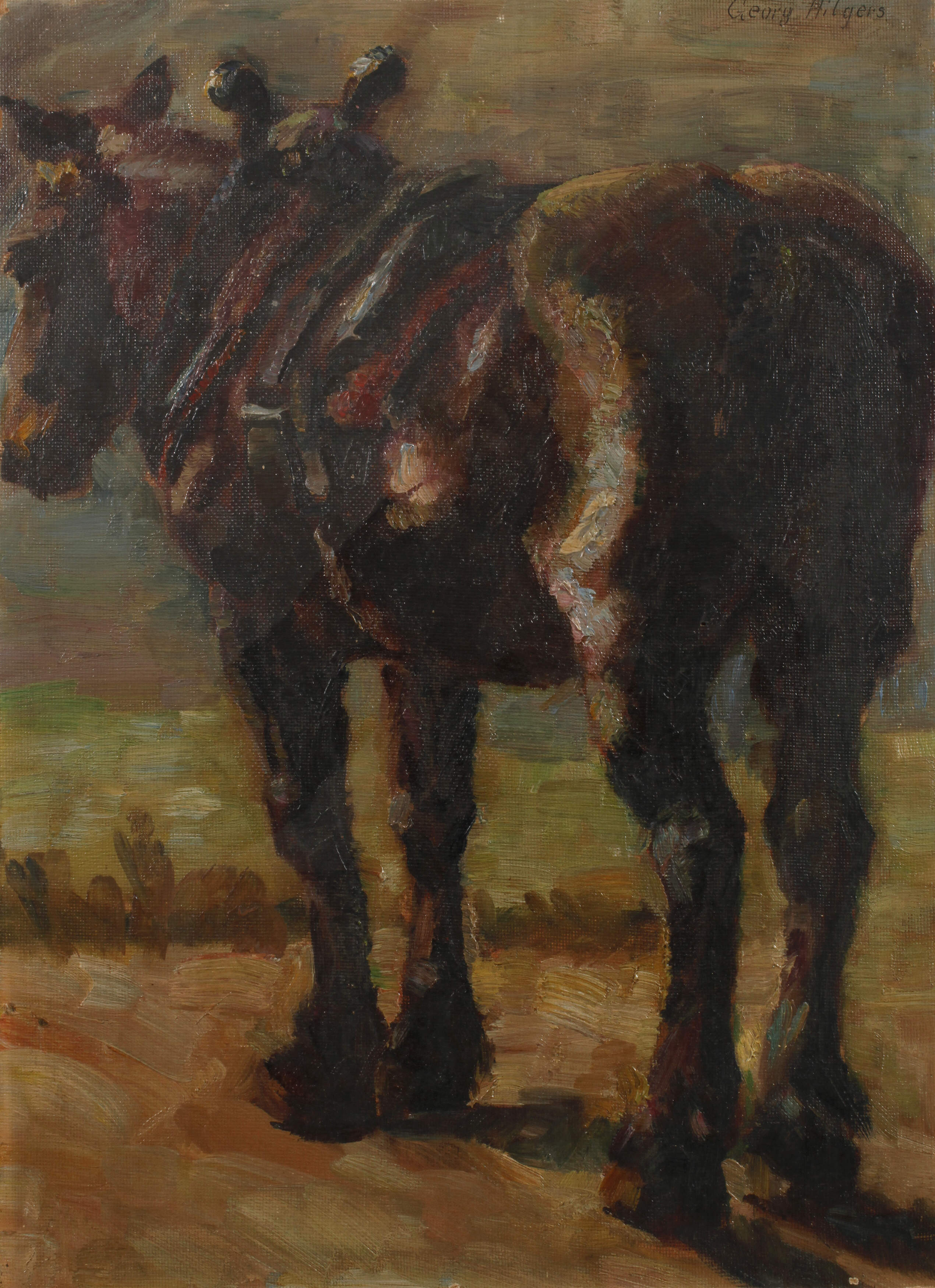 Georg Hilgers, Pferd