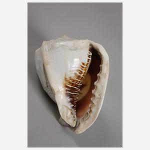 Zwei Muschelschnitzereien