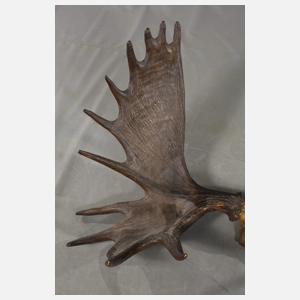 Imposante Jagdtrophäe