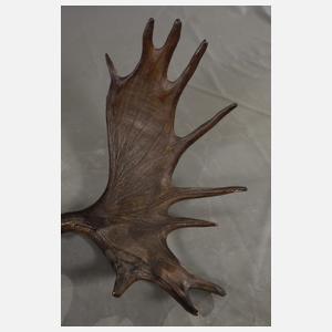 Imposante Jagdtrophäe