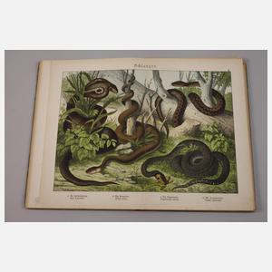 Drei Bände Schuberts Naturgeschichte