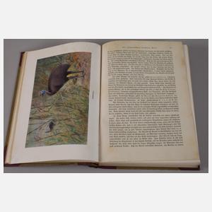 Brehms Tierleben 1912