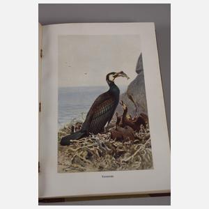 Brehms Tierleben 1912