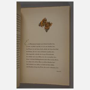 Schaefer-Ast, Kunterbunter Frühling