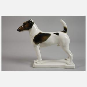 Passau Glatthaar-Foxterrier