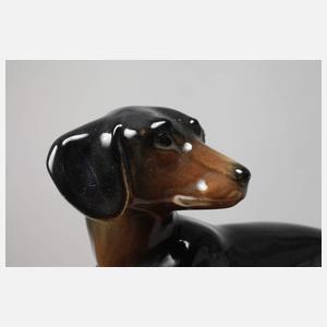 Volkstedt stehender Dackel