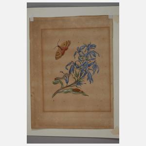 Maria Sibylla Merian, nach, Pflanzendarstellungen