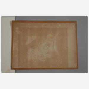 Maria Sibylla Merian, nach, Pflanzendarstellungen