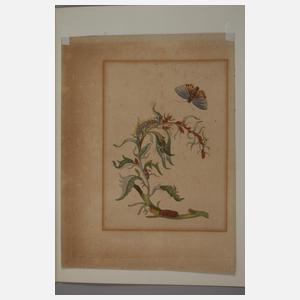 Maria Sibylla Merian, nach, Pflanzendarstellungen