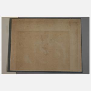 Maria Sibylla Merian, nach, Pflanzendarstellungen