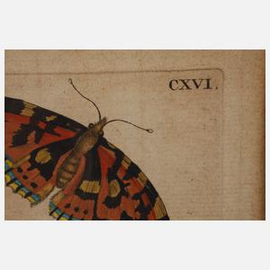 nach Maria Sibylla Merian, Disteln mit Falter