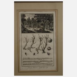 Johann Elias Ridinger, "Der Fuchs"