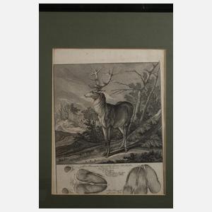 Johann Elias Ridinger, Zwei Jagddarstellungen