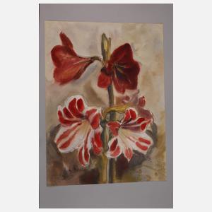 Heckel, Blühende Amaryllis