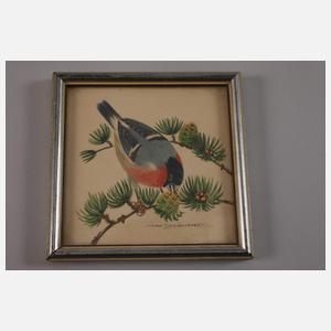 nach Karl Schicktanz, Drei Vogelportraits