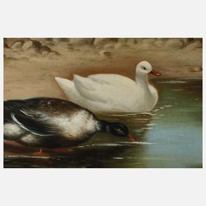 B. Günter, Enten am Teich