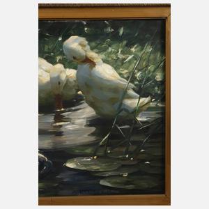 Alexander Koester, Fünf Enten im See