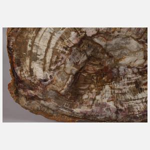 Segment versteinertes Holz