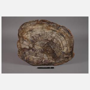 Segment versteinertes Holz