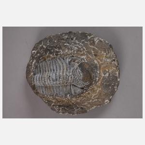 Trilobit