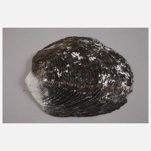 Muschelschnitzerei