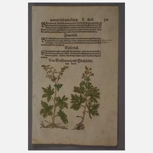 20 Pflanzenholzschnitte 1557