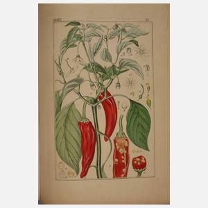 Pharmaceutische Waarenkunde