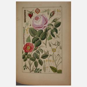 Pharmaceutische Waarenkunde