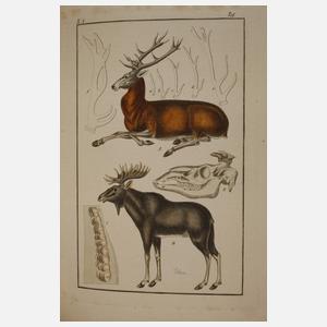 Pharmaceutische Waarenkunde