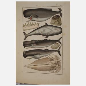 Pharmaceutische Waarenkunde