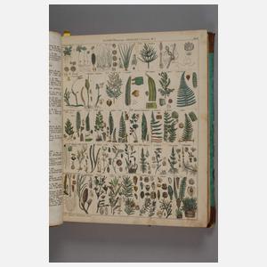 Abbildungen zu Oken's allgemeiner Naturgeschichte